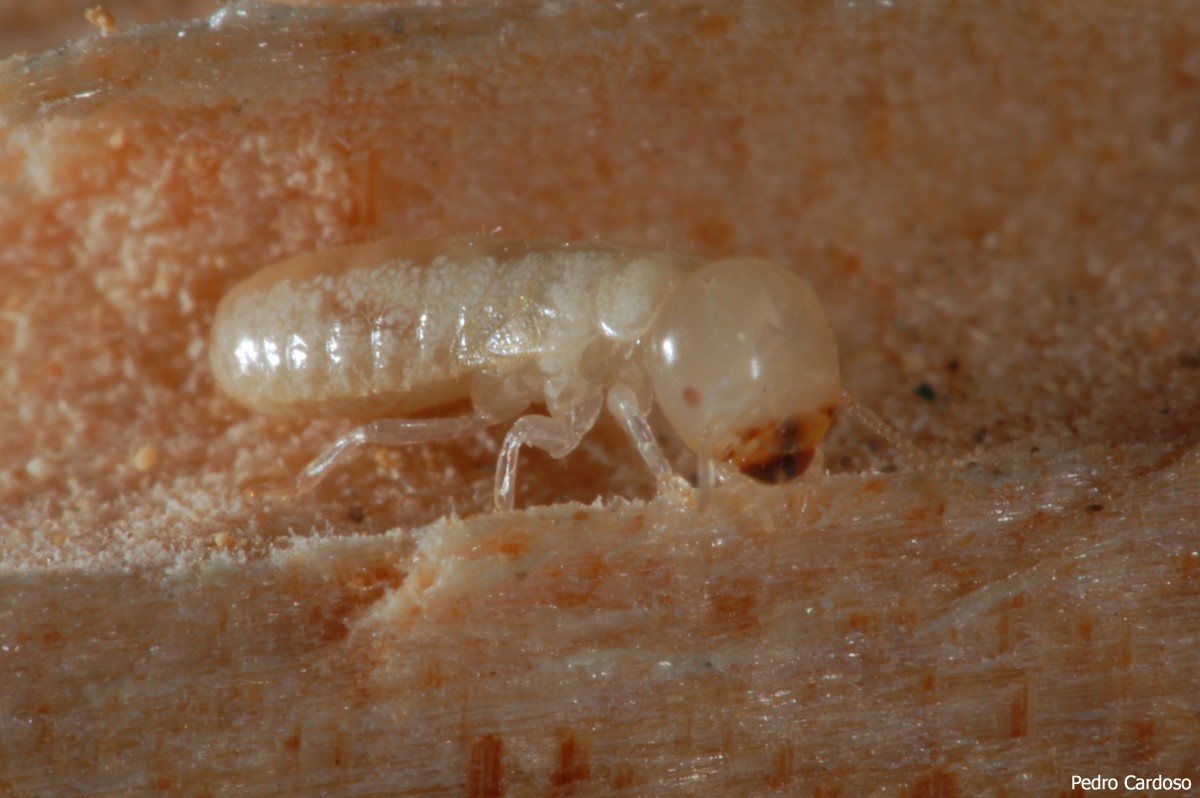 West Indian Drywood Termites - Hills District And Sydney