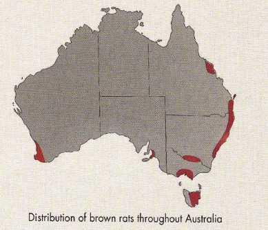 Brown Rats Distibution in Australia