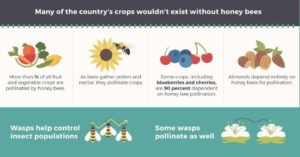 Important facts on bees and wasps