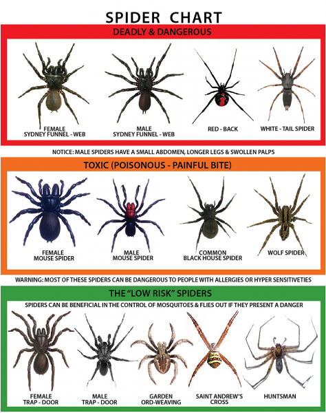 spider-chart-a1-pest-control