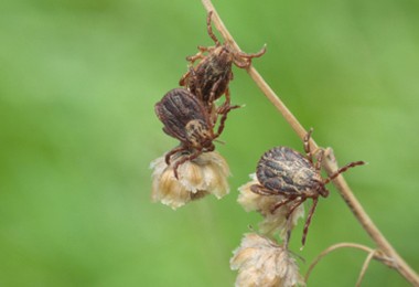 ticks-in-vegetation