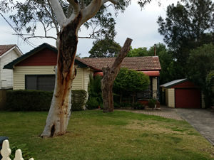 Large native trees pose a real termite threat to your house 