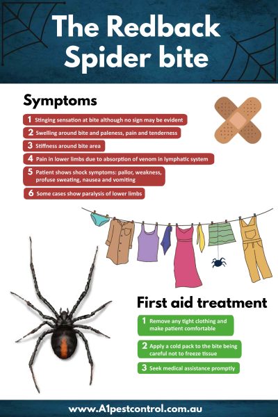 Redback spider bite - A1 Pest Control