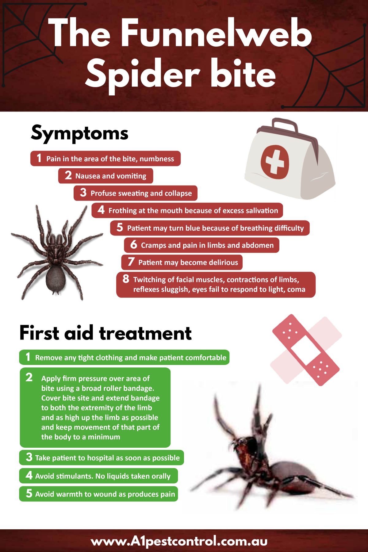 Spider Control Sydney- Bites & Symptoms - How To Identify