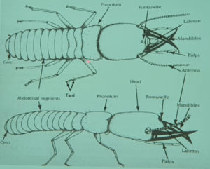 Termite Physiology Drawing