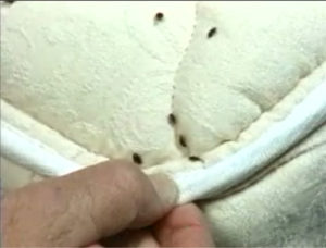 bedbugs on mattress