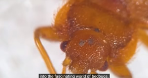 Bed Bug Close up