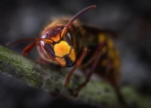 European Wasp Closeup