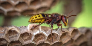 European Wasp on Nest