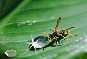 European Wasp on leaf water drop