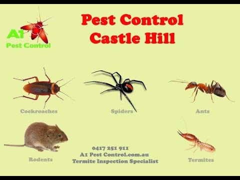 A1 Pest Identification Card Baulkham Hills