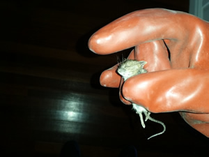 Dead rodent in Wollongong roof