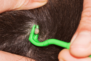 Removing engorged tick from dog