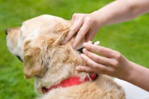 Removing tick from dog